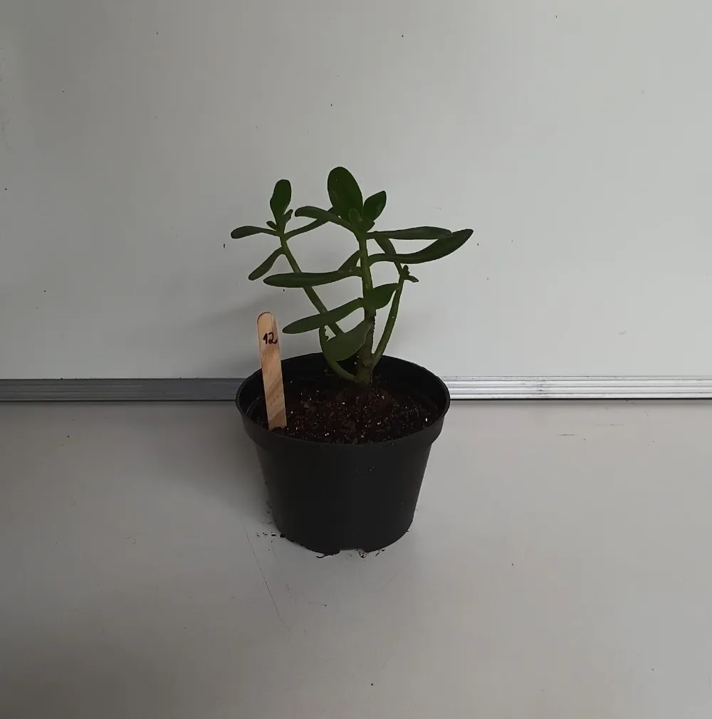 Bálsamo - *Sedum dendroideum