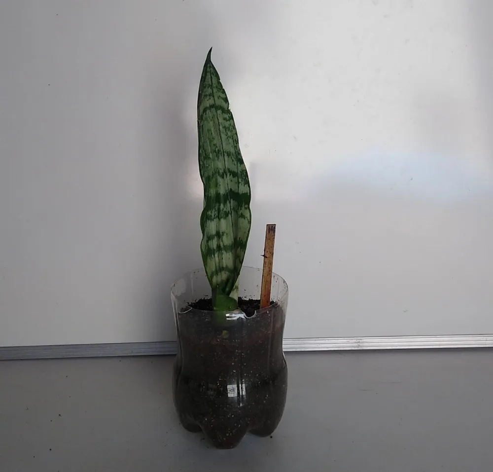 Espada-de-São-Jorge - Dracaena trifasciata