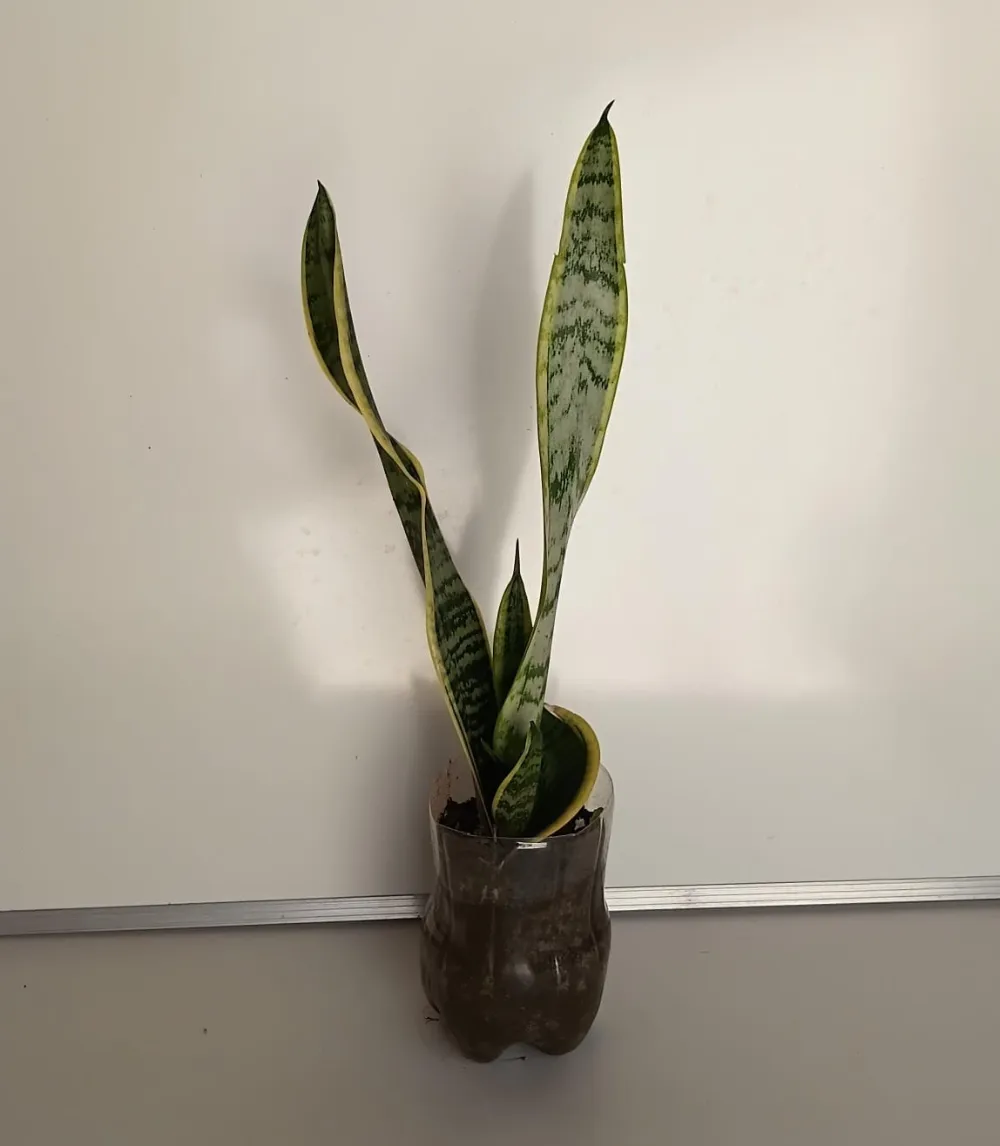 Espada-de-Santa-Bárbara - Dracaena trifasciata ‘Laurentii’