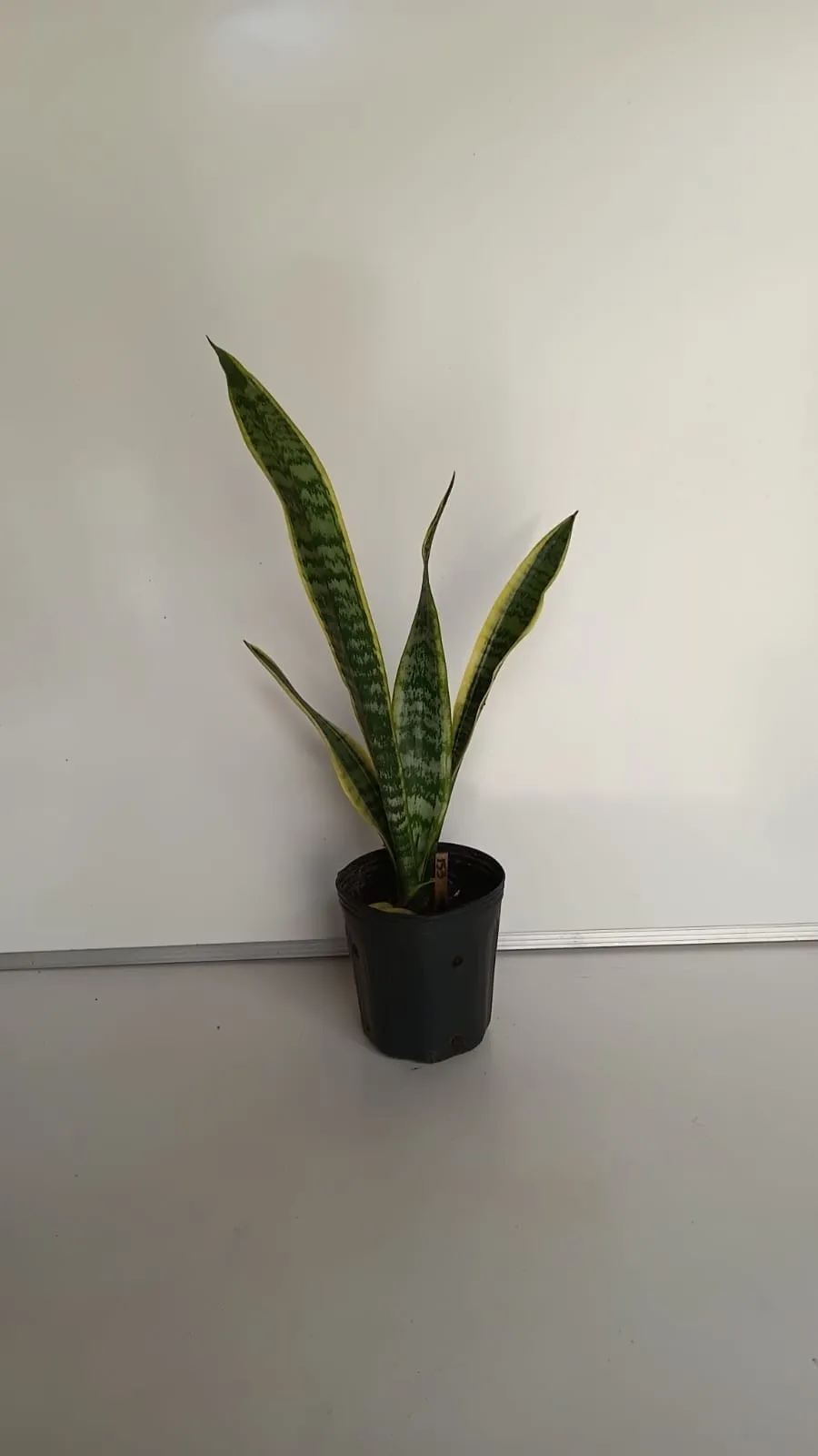 Espada-de-Santa-Bárbara - Dracaena trifasciata ‘Laurentii’
