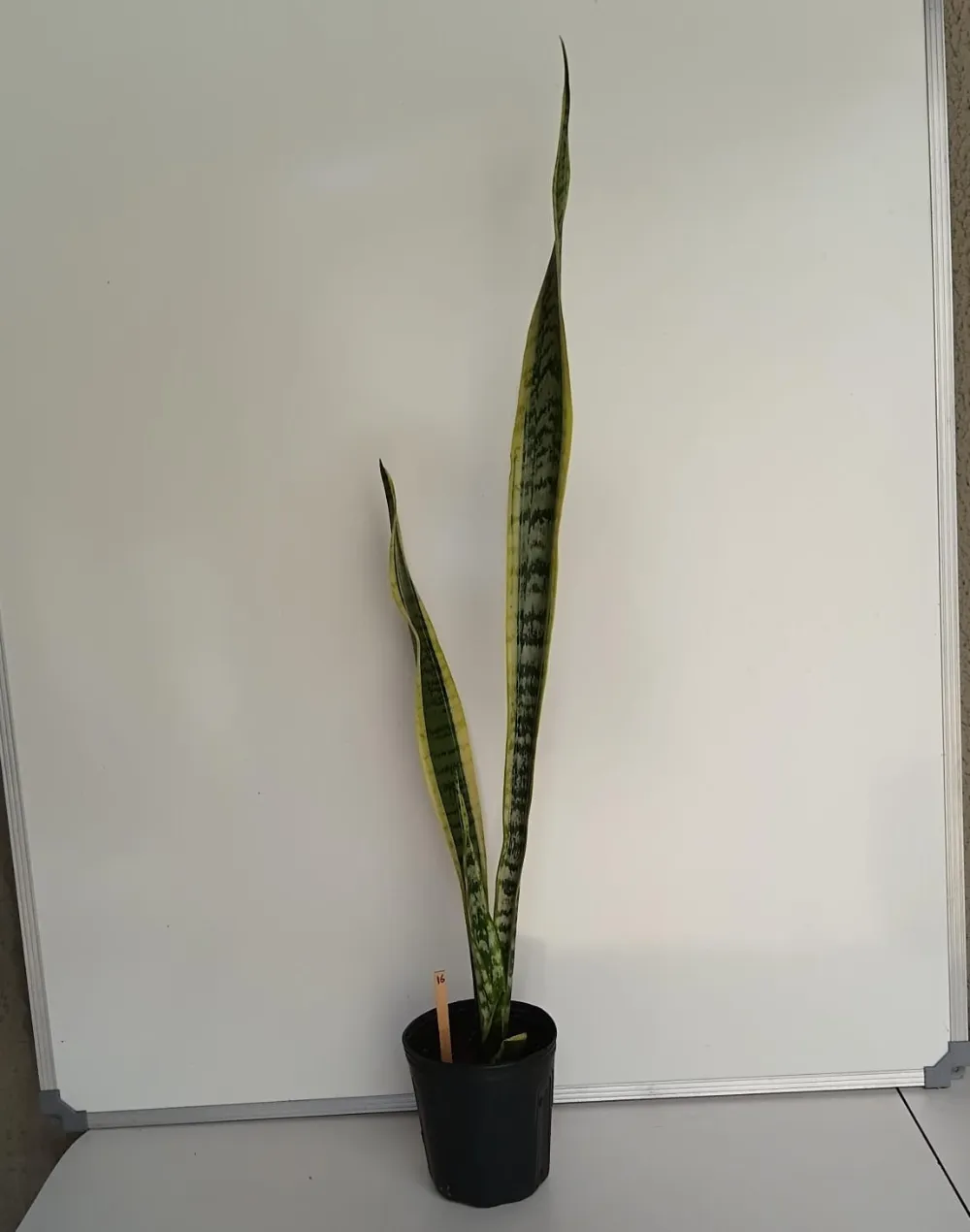 Espada-de-Santa-Bárbara - Dracaena trifasciata ‘Laurentii’