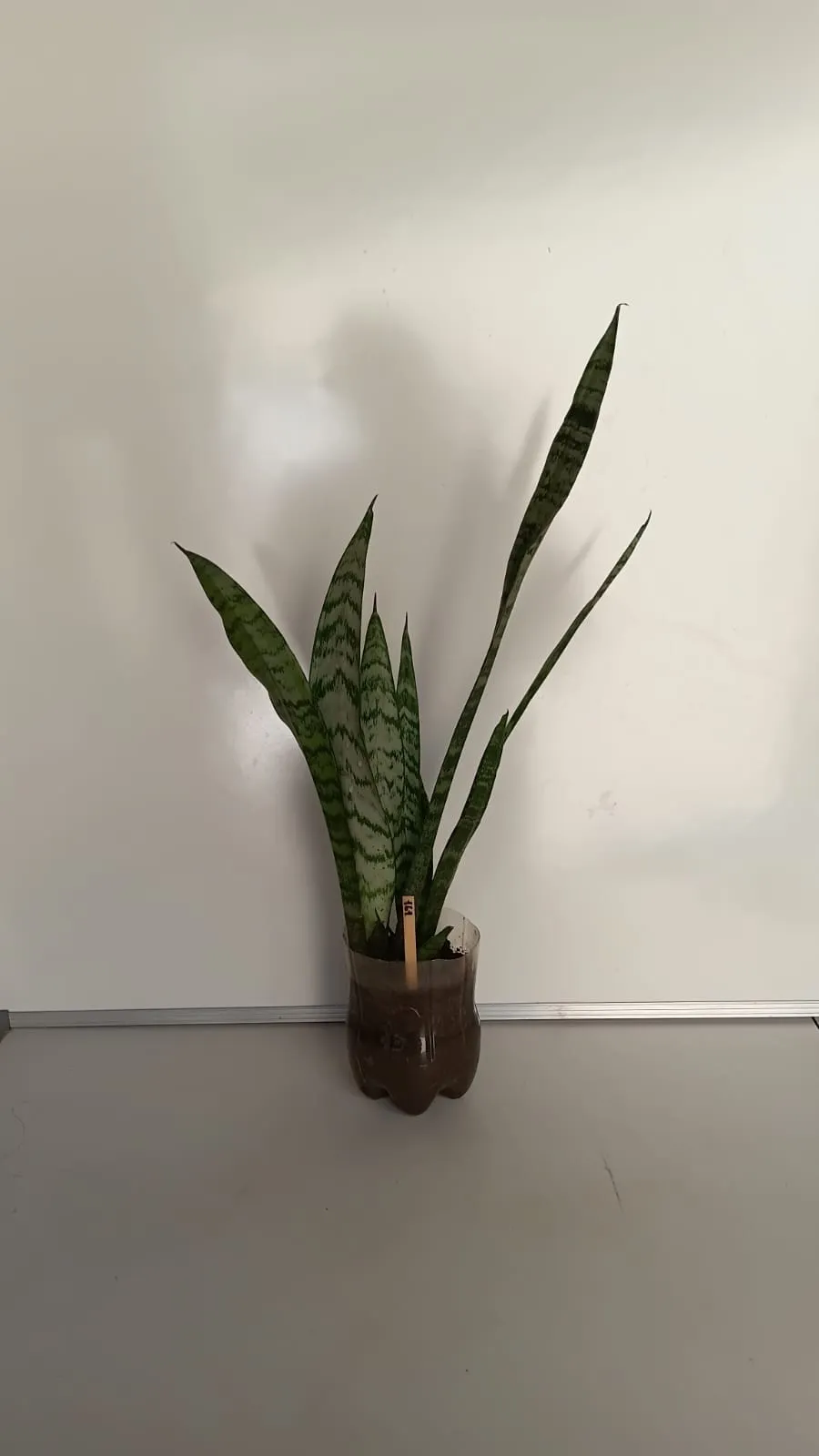 Espada-de-São-Jorge - Dracaena trifasciata