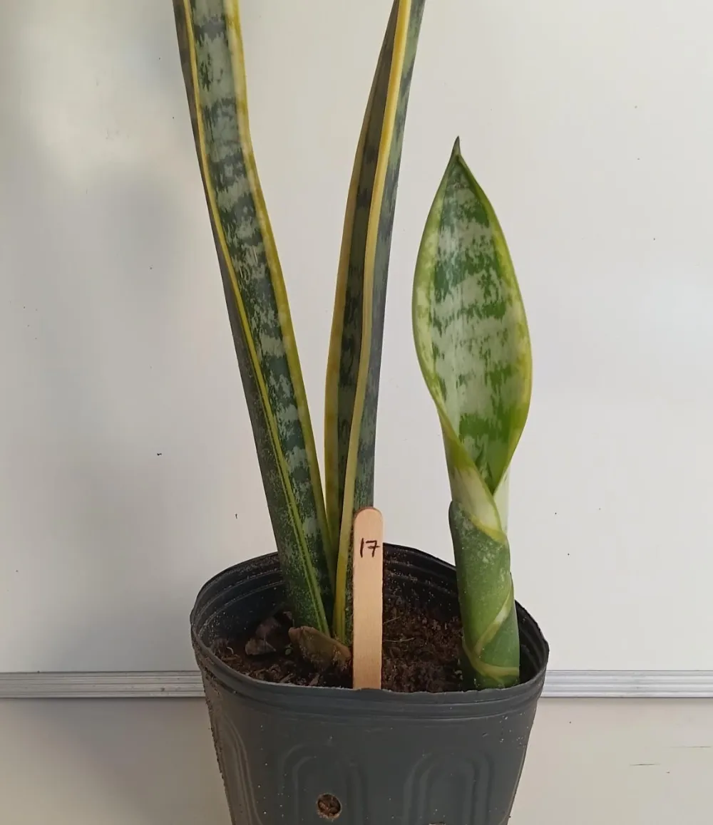 Espada-de-Santa-Bárbara - Dracaena trifasciata ‘Laurentii’