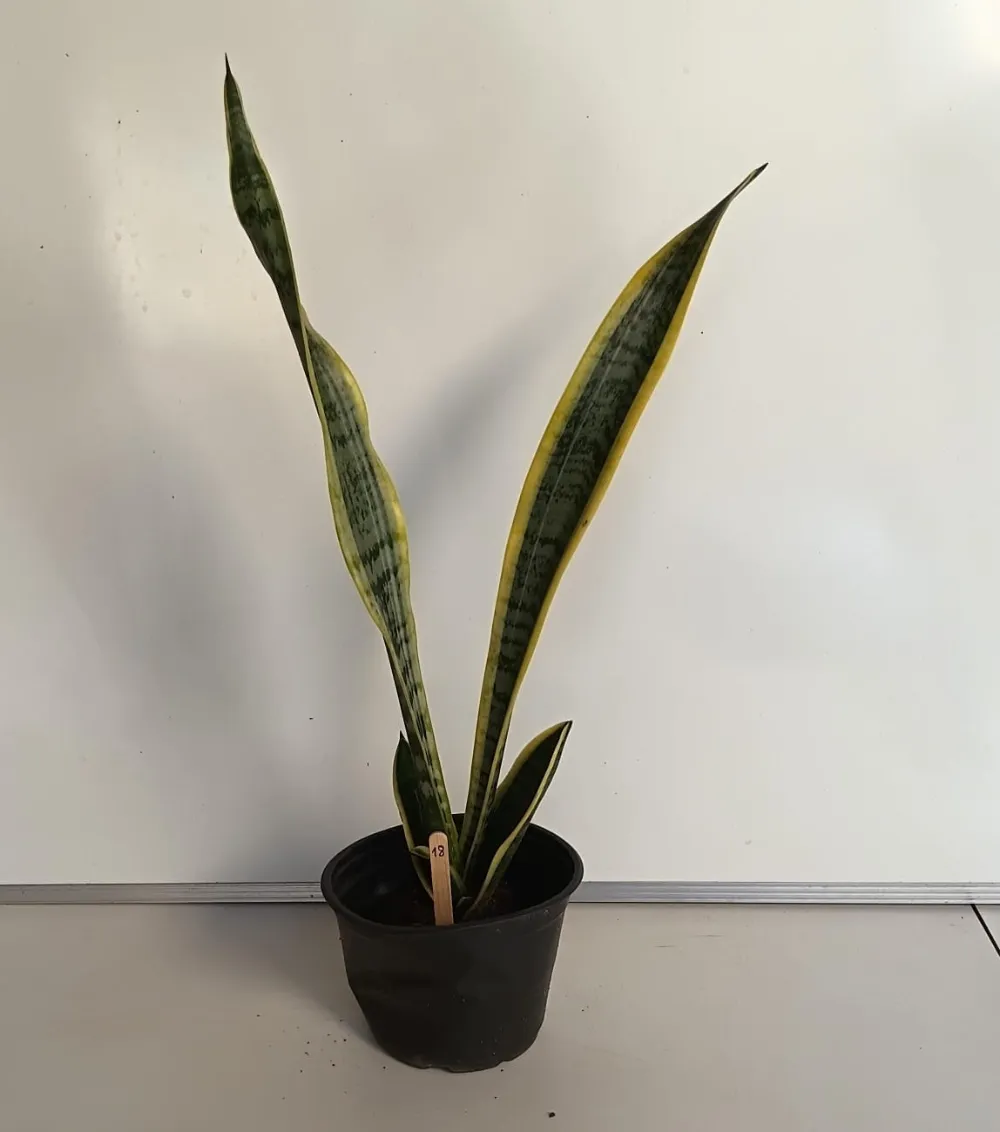 Espada-de-Santa-Bárbara - Dracaena trifasciata ‘Laurentii’