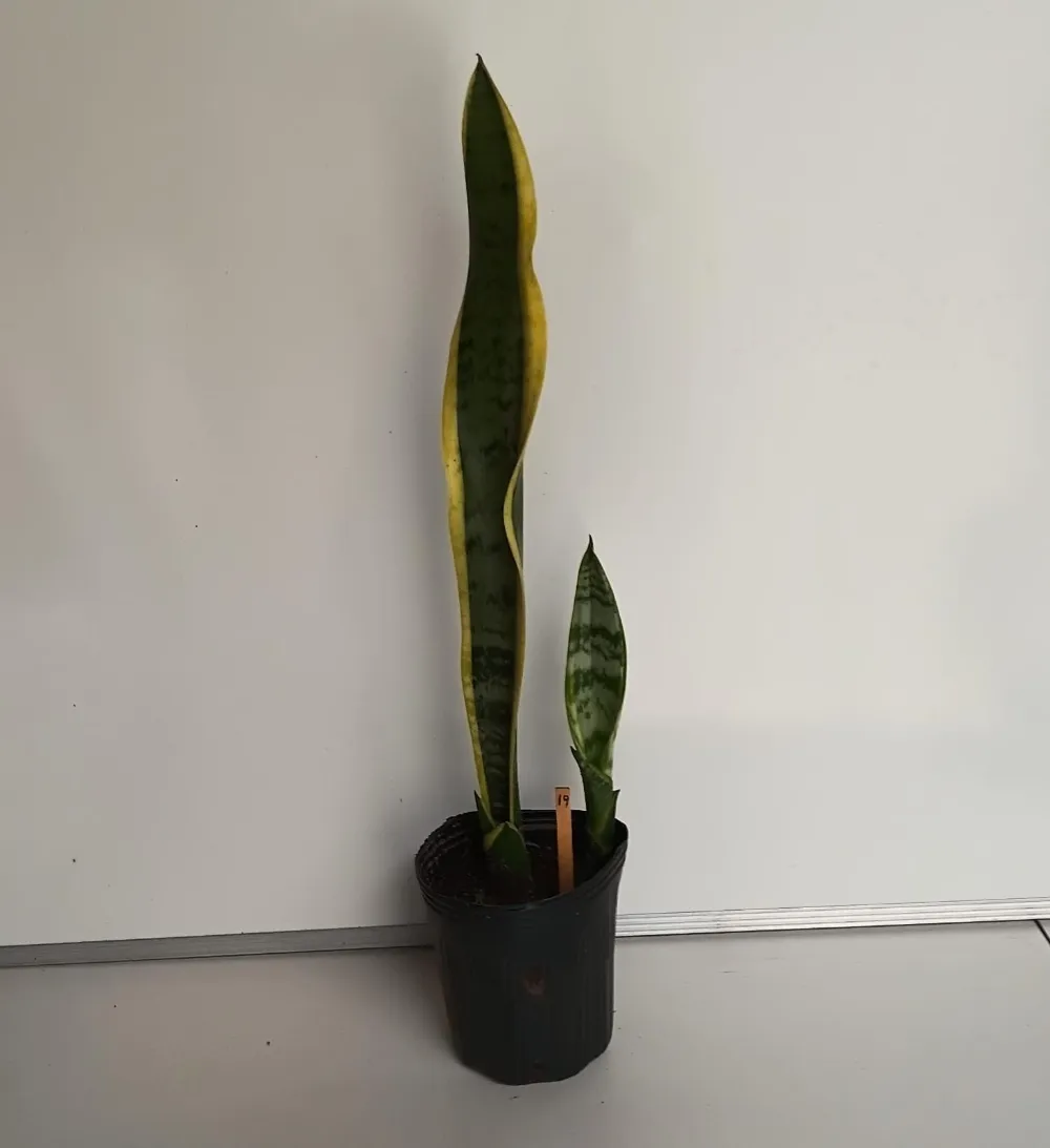 Espada-de-Santa-Bárbara - Dracaena trifasciata ‘Laurentii’