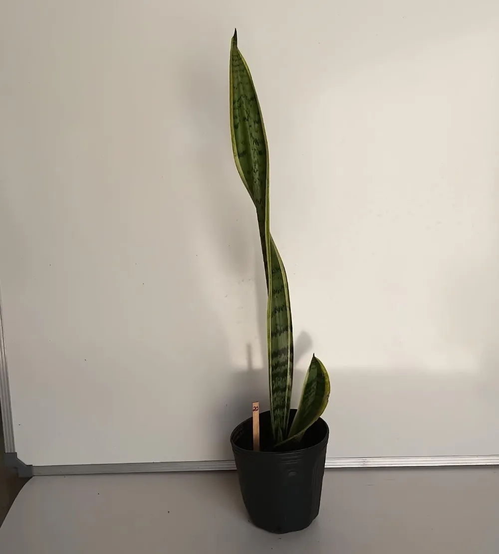 Espada-de-Santa-Bárbara - Dracaena trifasciata ‘Laurentii’