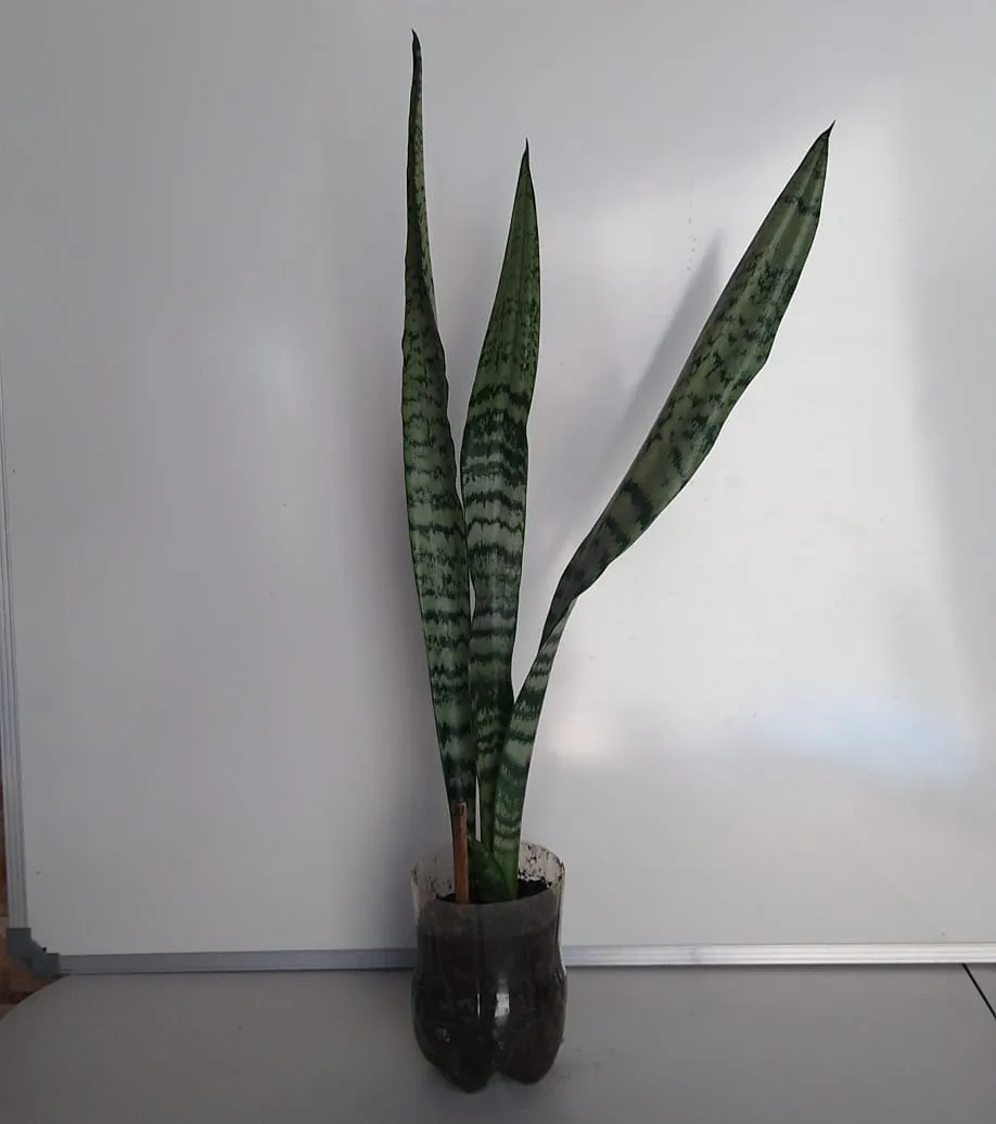 Espada-de-São-Jorge - Dracaena trifasciata