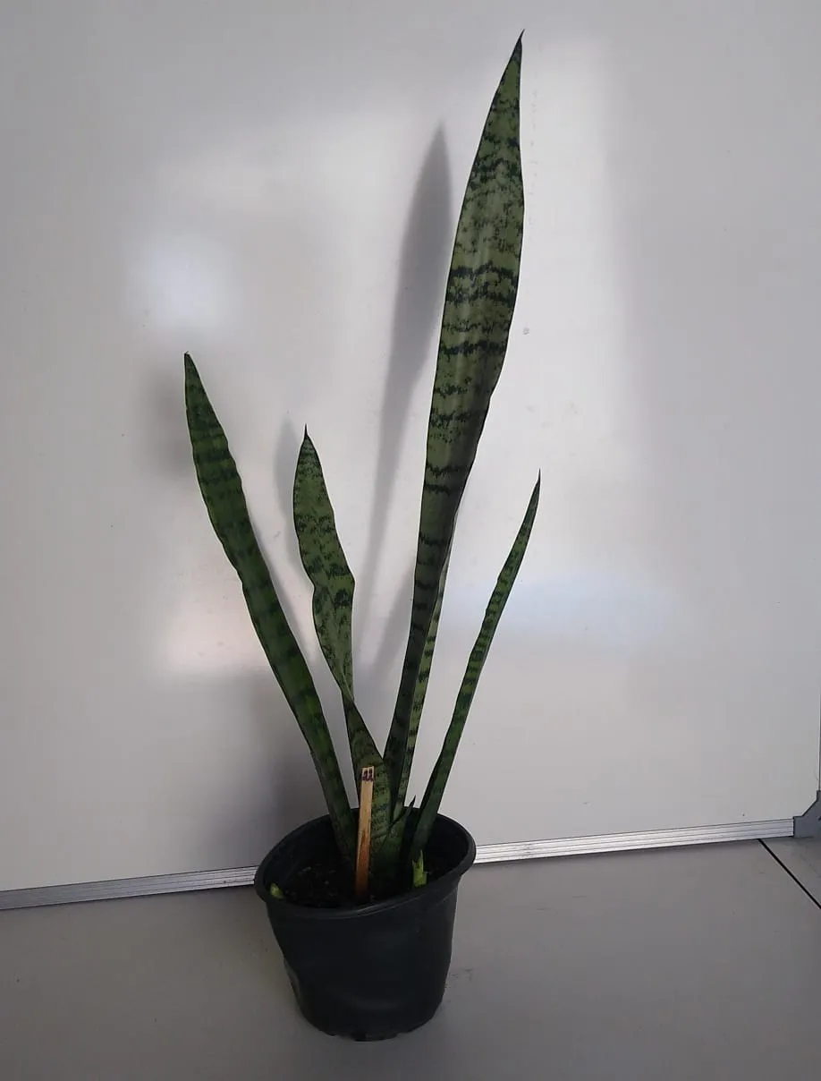 Espada-de-São-Jorge - Dracaena trifasciata