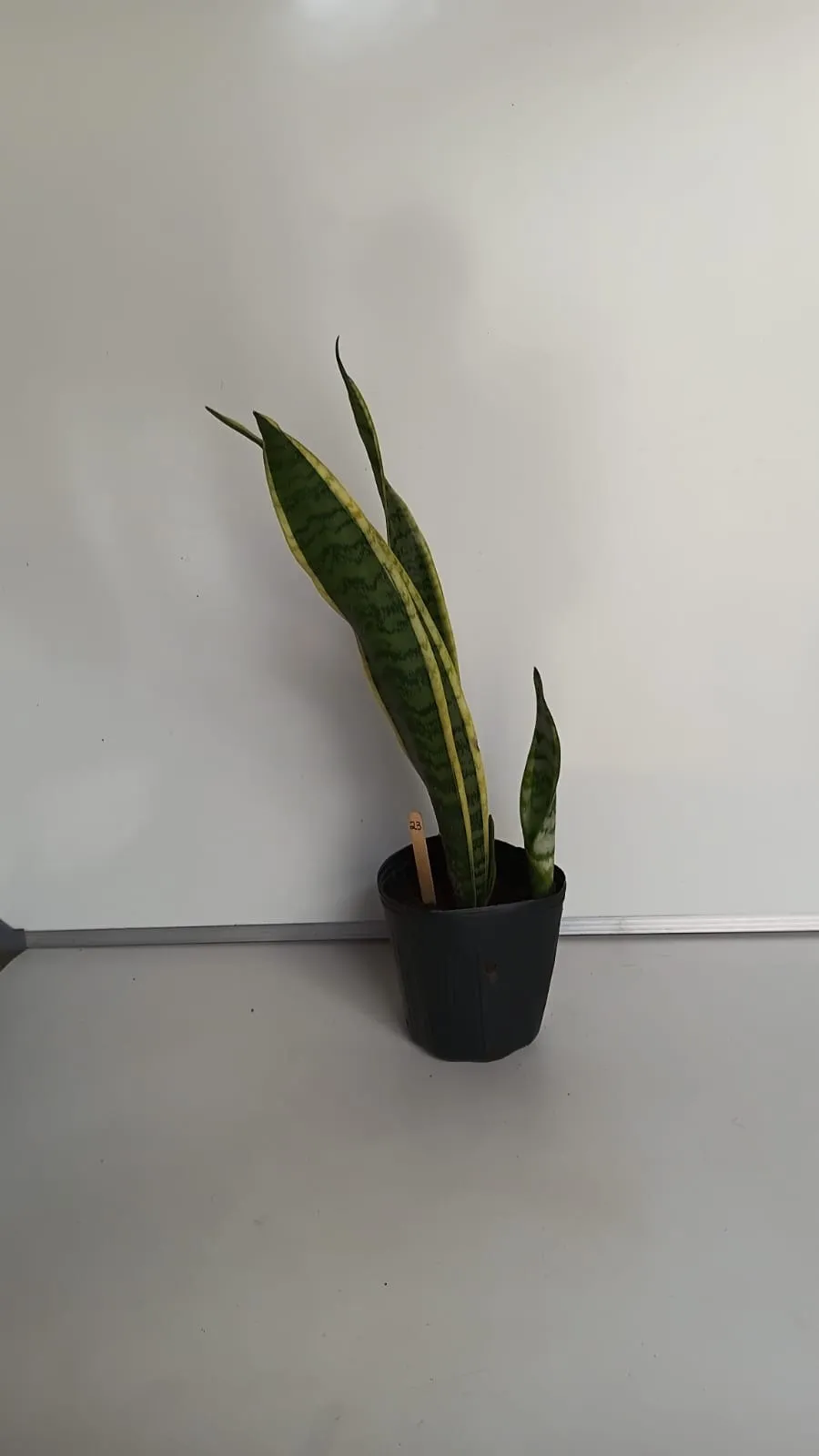 Espada-de-Santa-Bárbara - Dracaena trifasciata ‘Laurentii’