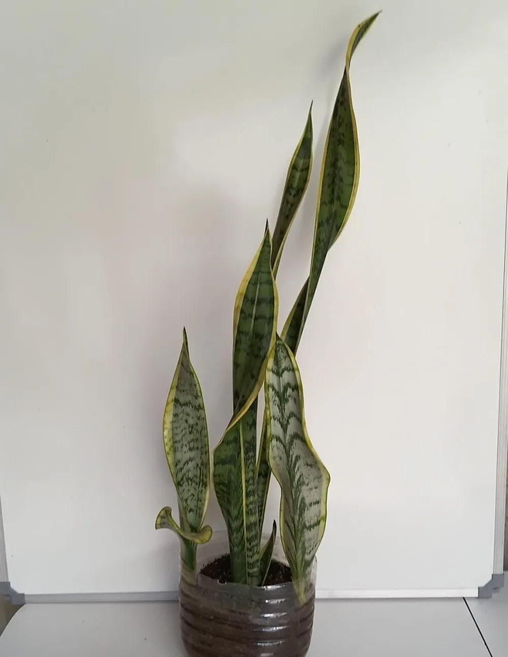 Espada-de-Santa-Bárbara - Dracaena trifasciata ‘Laurentii’