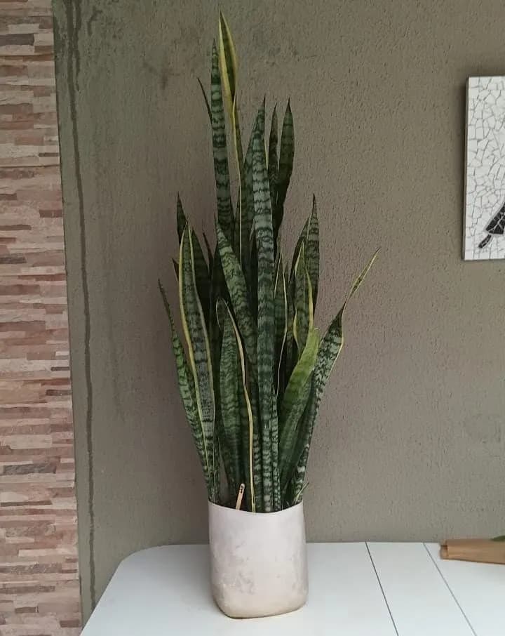 Espadas Mescladas São Jorge + Santa Bárbara - Dracaena trifasciata + Dracaena trifasciata ‘Laurentii’