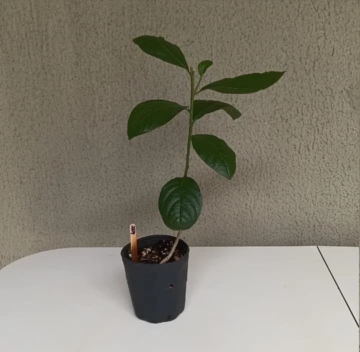 Guiné - Petiveria alliacea