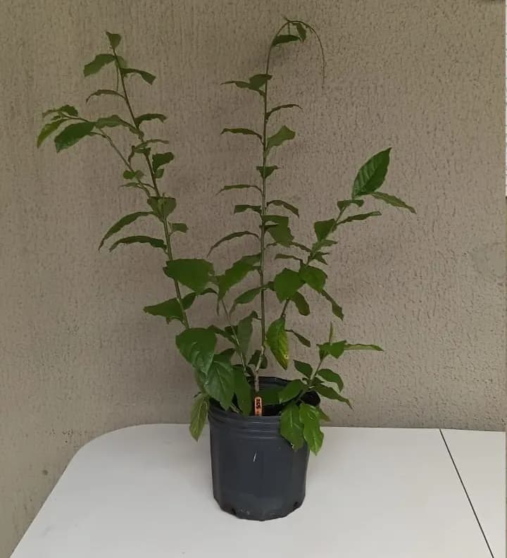 Guiné - Petiveria alliacea