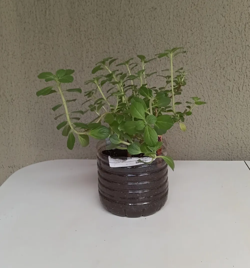 Boldo-miúdo - Plectranthus neochilus