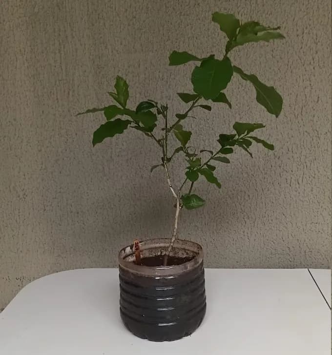 Guiné - Petiveria alliacea