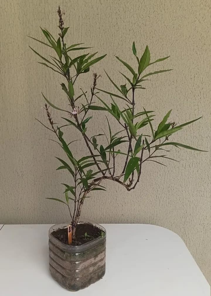 Abre-Caminho - Gynura nepalensis
