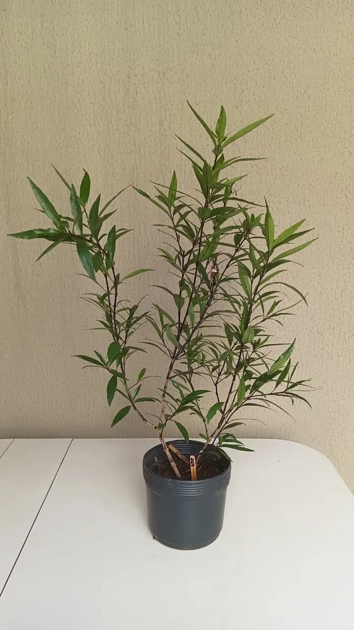 Abre-Caminho - Gynura nepalensis
