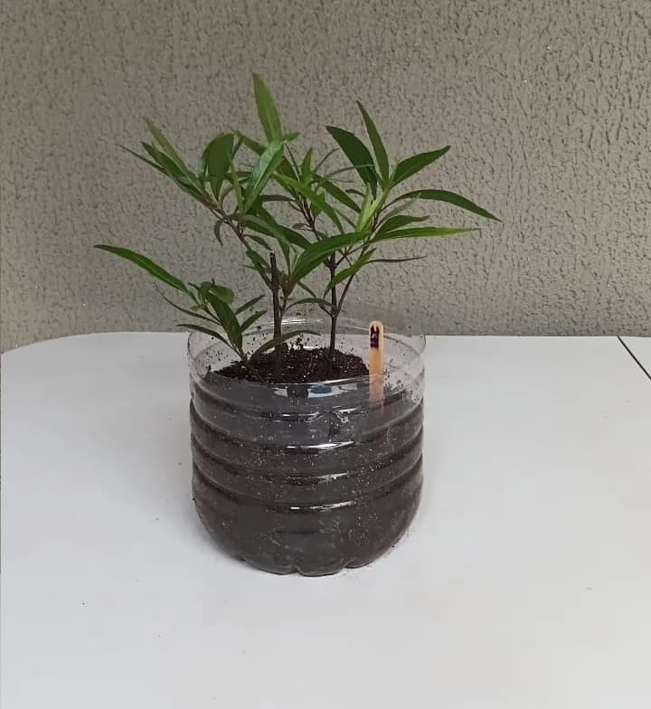 Abre-Caminho - Gynura nepalensis