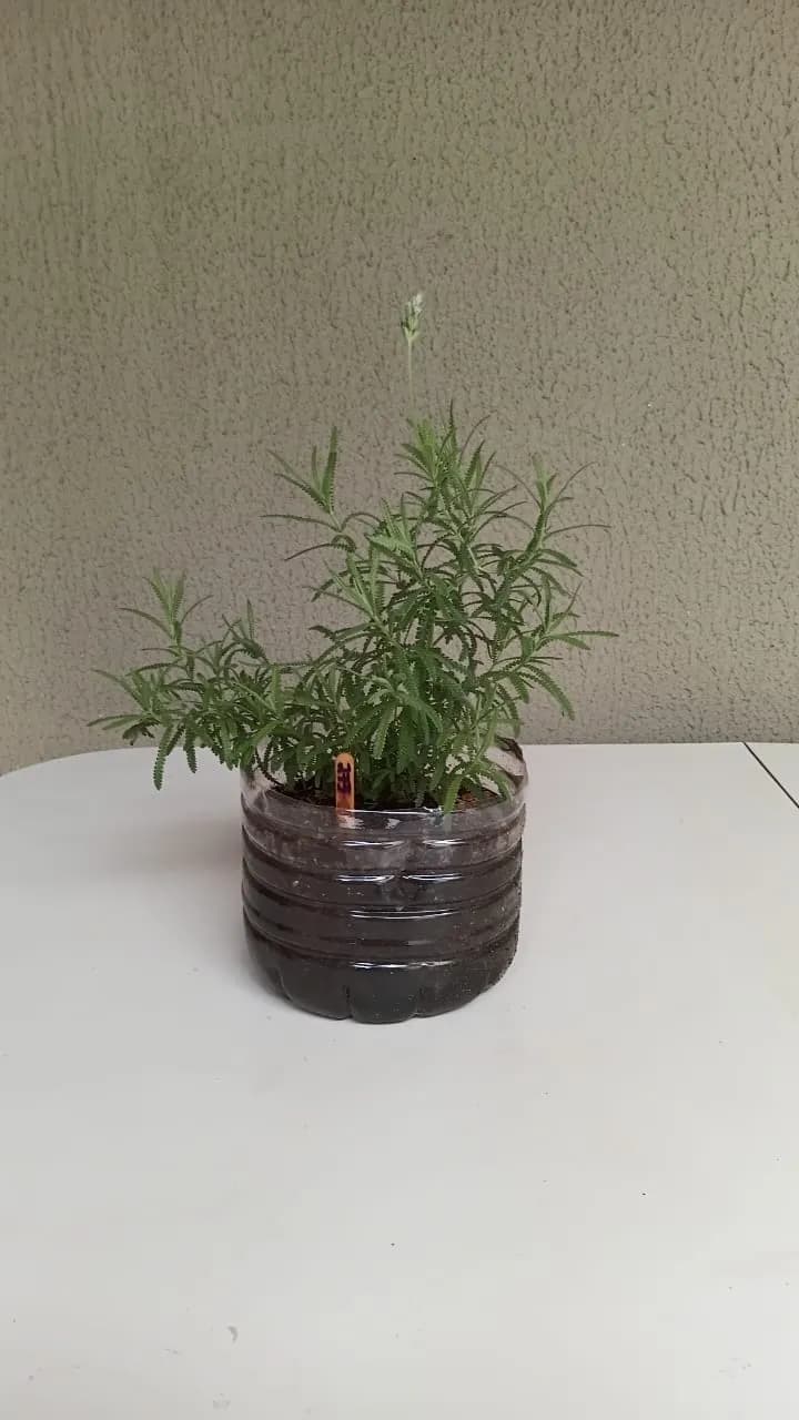 Lavanda - Lavandula angustifolia