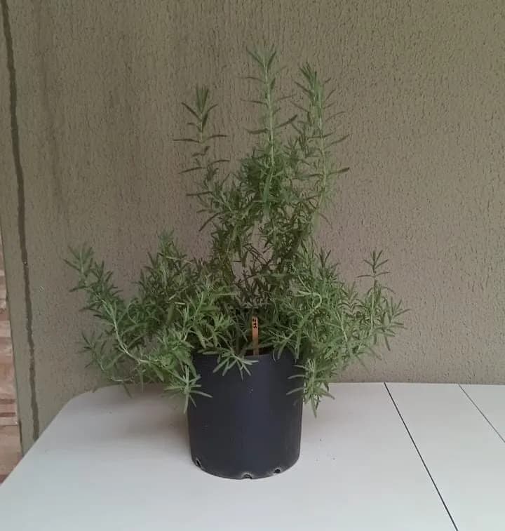 Lavanda - Lavandula angustifolia
