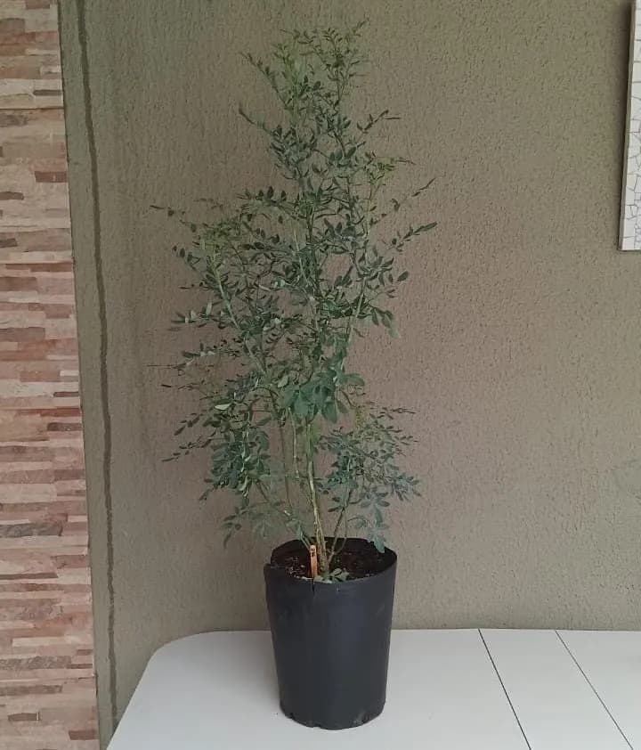 Arruda - Ruta graveolens