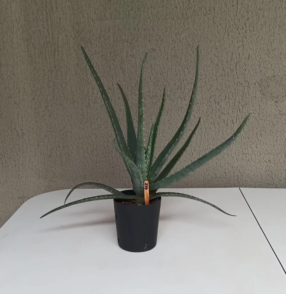 Babosa - Aloe vera