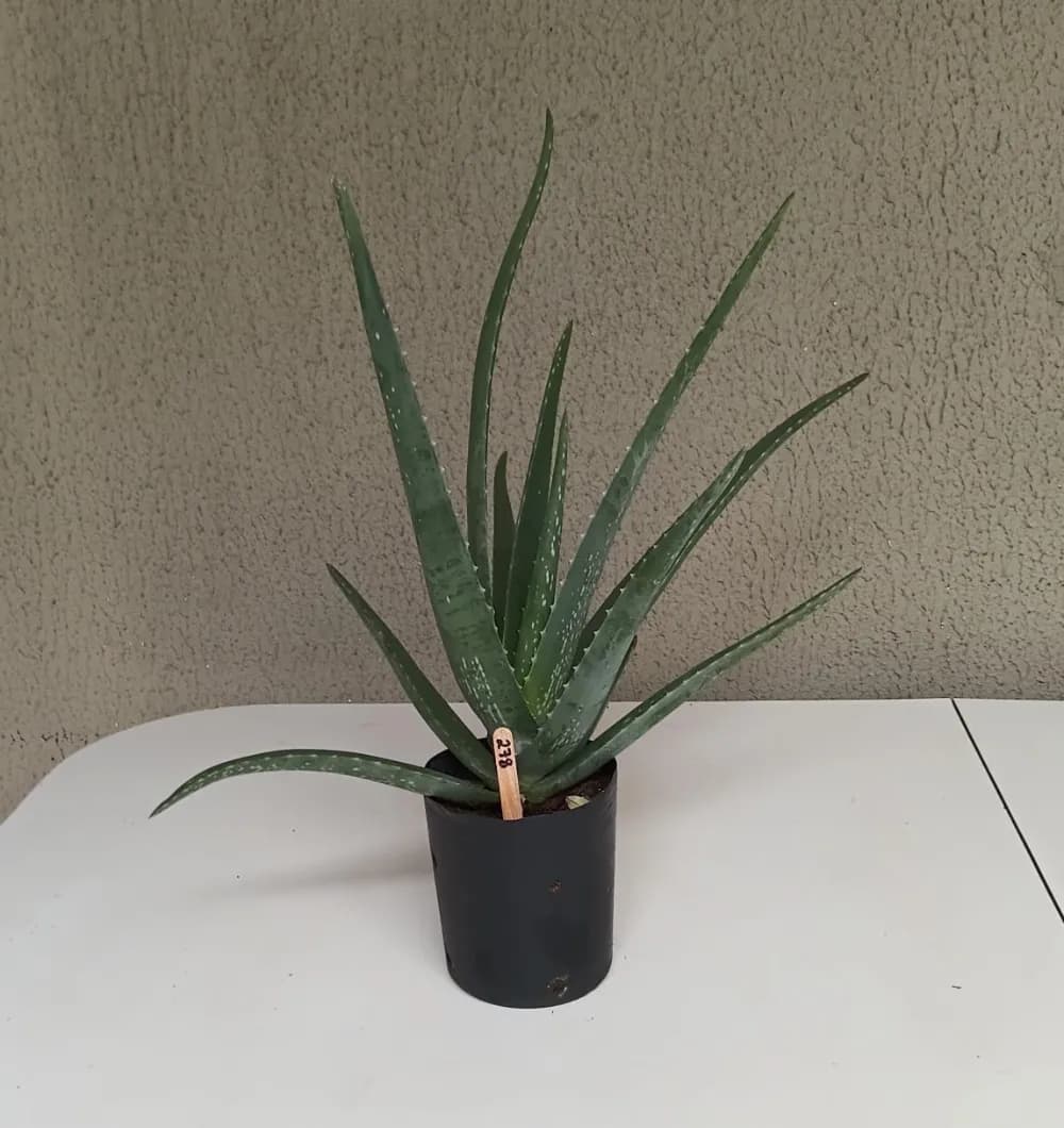 Babosa - Aloe vera