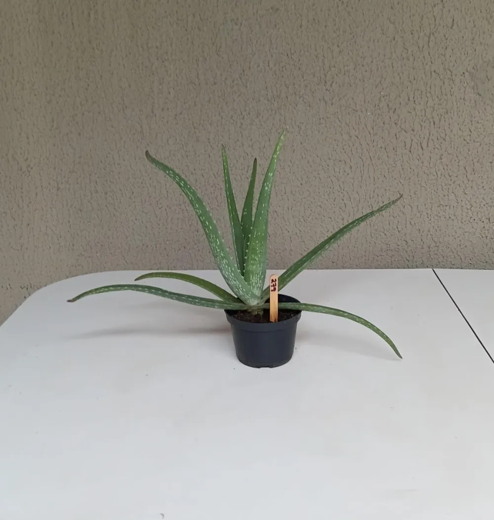 Babosa - Aloe vera
