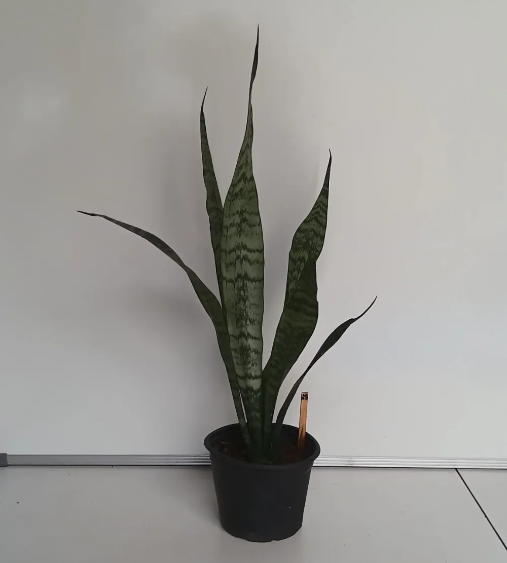 Espada-de-São-Jorge - Dracaena trifasciata
