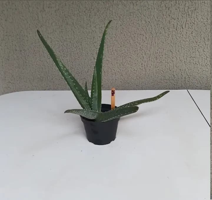 Babosa - Aloe vera