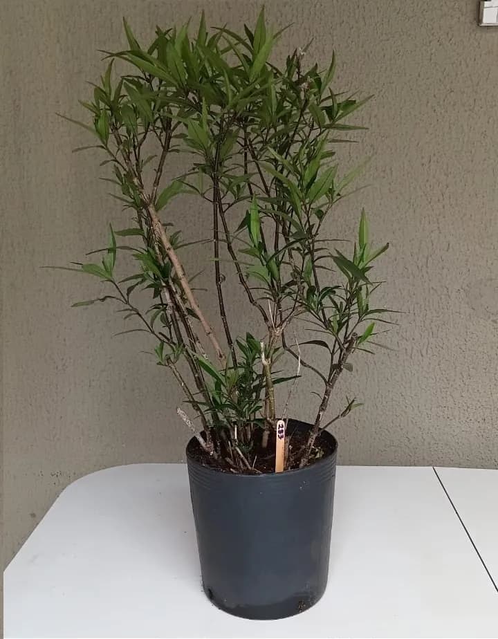 Abre-Caminho - Gynura nepalensis