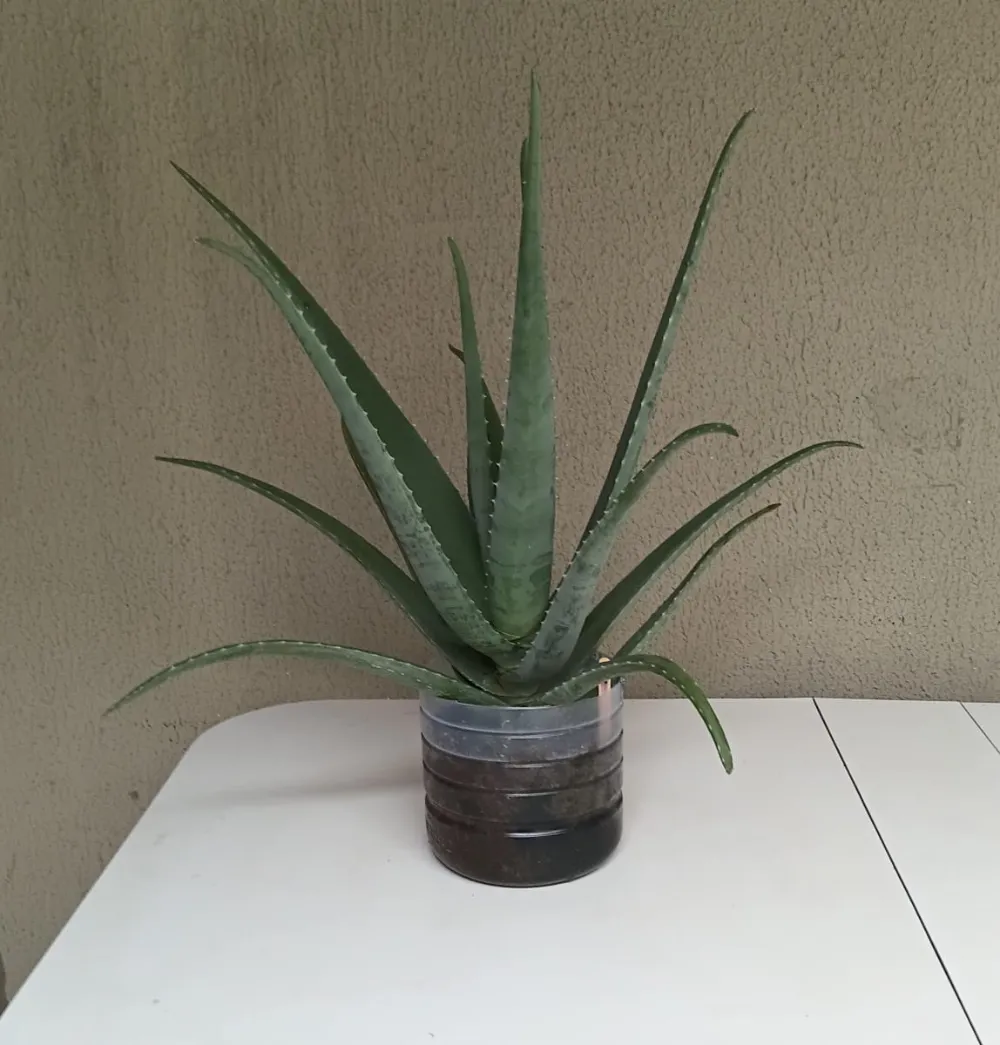 Babosa - Aloe vera