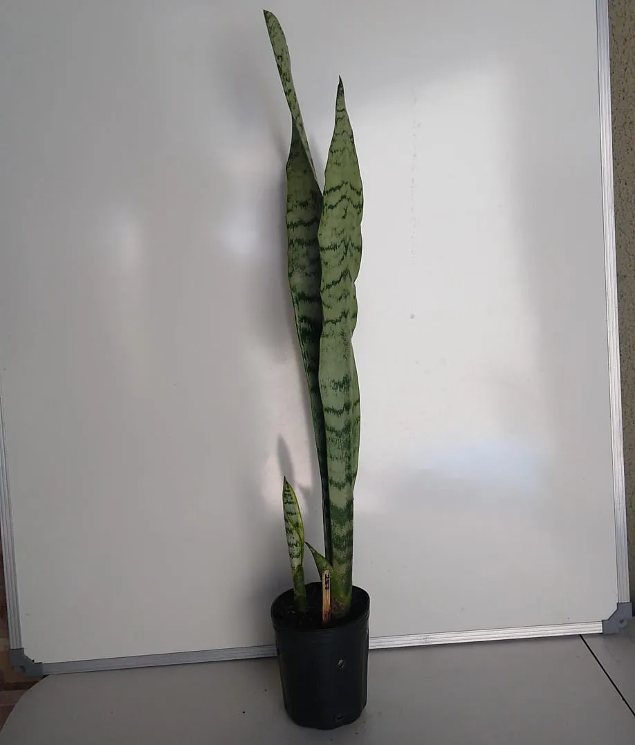 Espadas Mescladas São Jorge + Santa Bárbara - Dracaena trifasciata + Dracaena trifasciata ‘Laurentii’