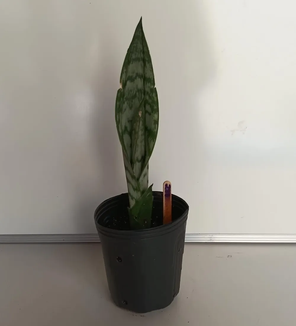 Espada-de-São-Jorge - Dracaena trifasciata