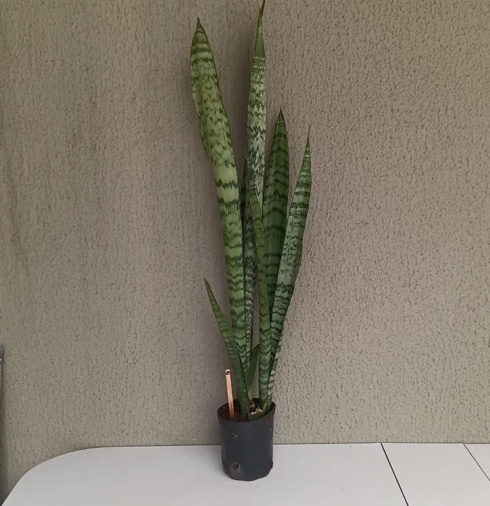 Espada-de-São-Jorge - Dracaena trifasciata