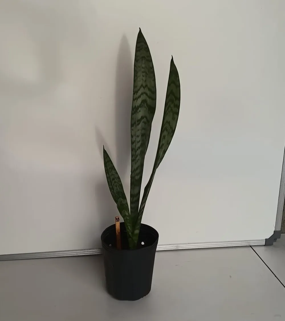 Espada-de-São-Jorge - Dracaena trifasciata