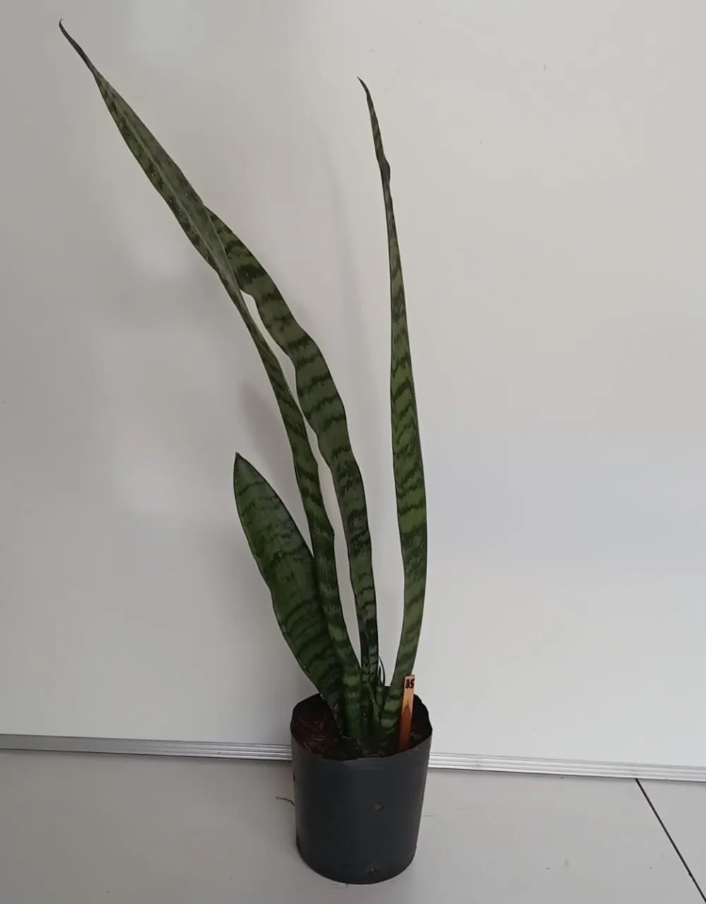 Espada-de-São-Jorge - Dracaena trifasciata