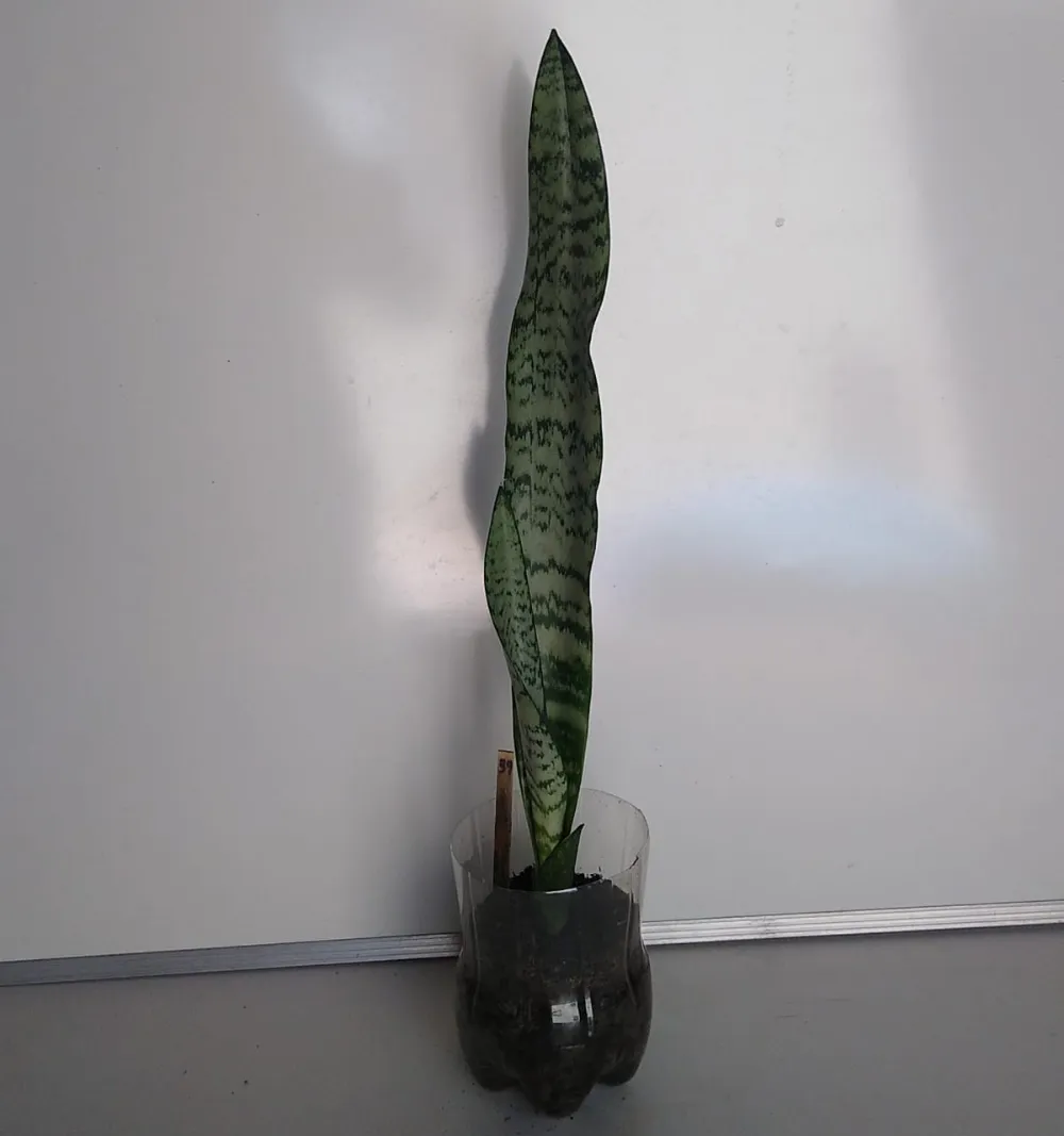 Espada-de-São-Jorge - Dracaena trifasciata