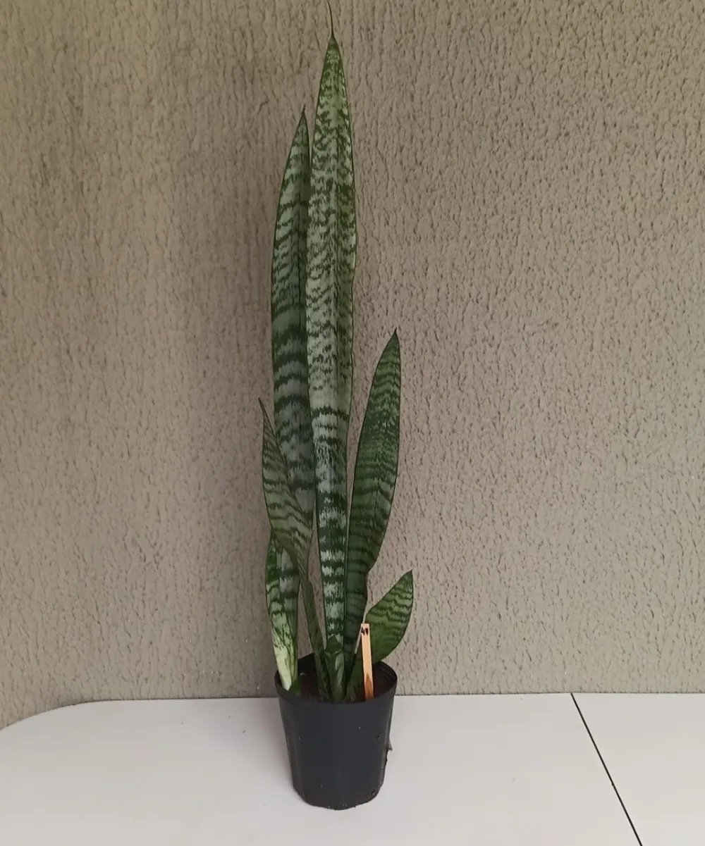 Espada-de-São-Jorge - Dracaena trifasciata