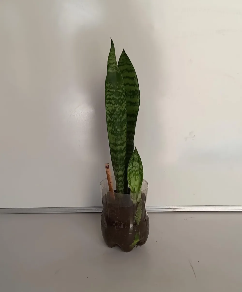Espada-de-São-Jorge - Dracaena trifasciata
