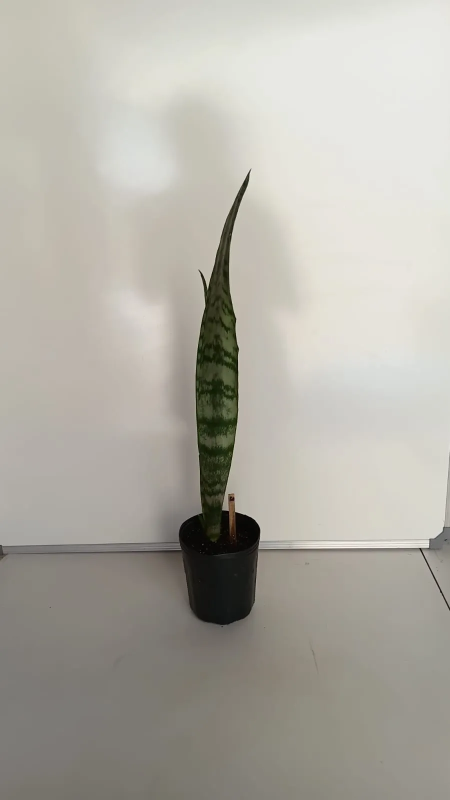 Espada-de-São-Jorge - Dracaena trifasciata
