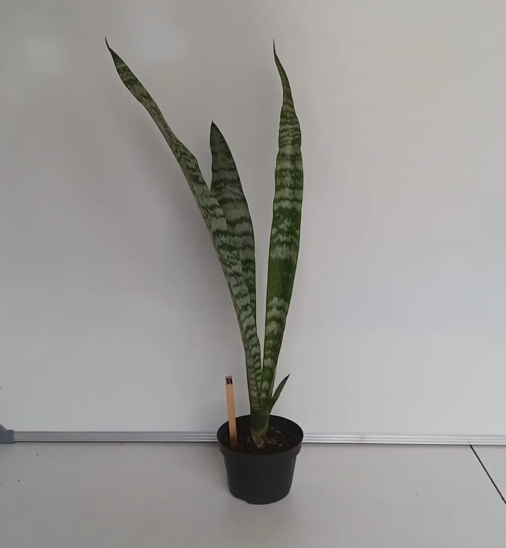 Espada-de-São-Jorge - Dracaena trifasciata