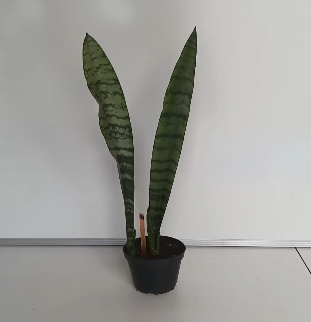 Espada-de-São-Jorge - Dracaena trifasciata