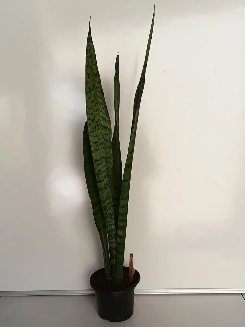 Espada-de-São-Jorge - Dracaena trifasciata