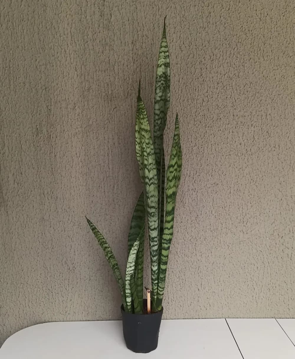 Espada-de-São-Jorge - Dracaena trifasciata