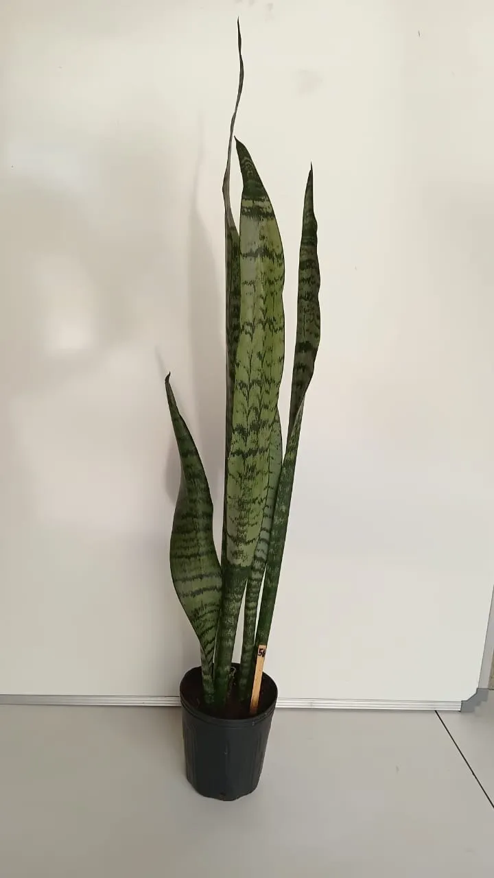 Espada-de-São-Jorge - Dracaena trifasciata