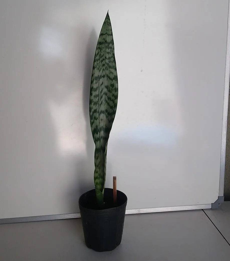 Espada-de-São-Jorge - Dracaena trifasciata