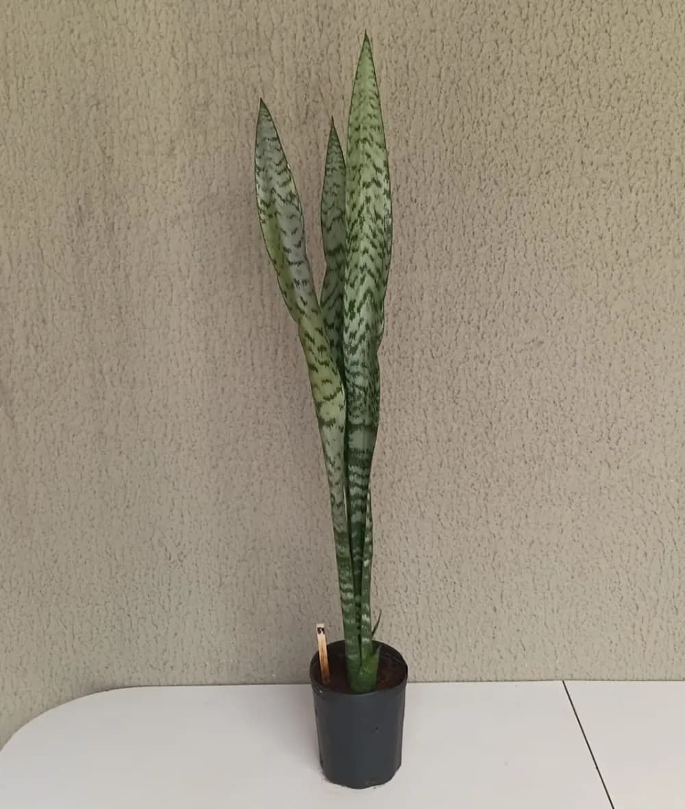 Espada-de-São-Jorge - Dracaena trifasciata
