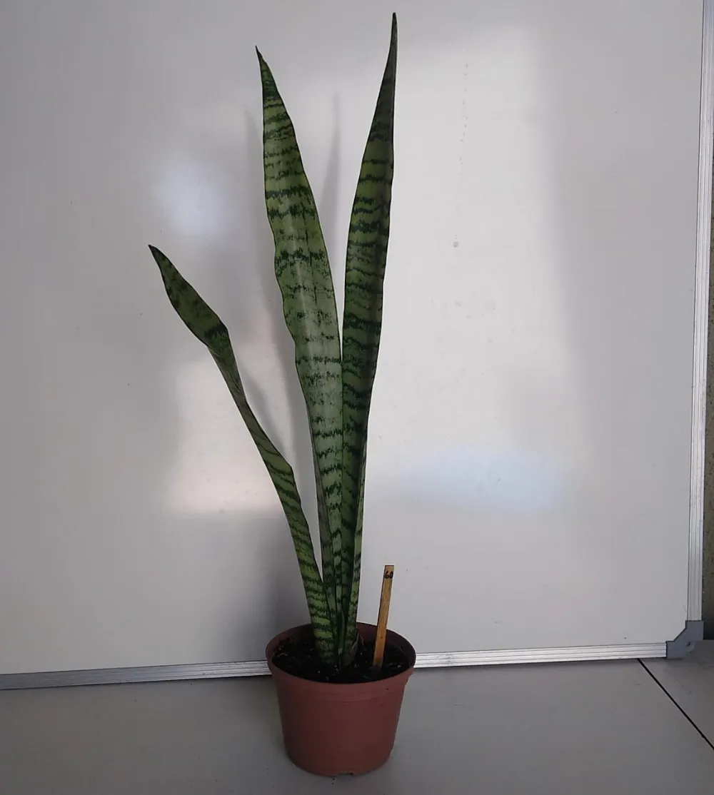 Espada-de-São-Jorge - Dracaena trifasciata