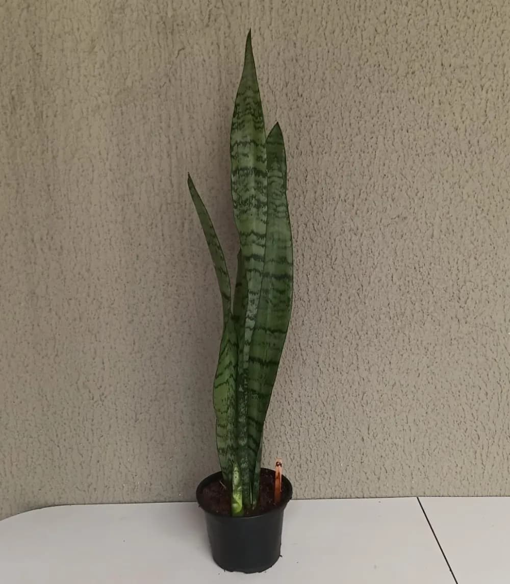 Espada-de-São-Jorge - Dracaena trifasciata